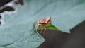 Ã Â¹Ëjumping spider closeup on green leave